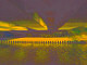 “Bridge (1)”