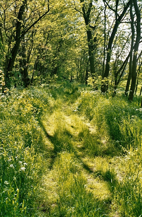 “Sommergeister” “Sommergeister”