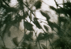 “Blätterschatten” (Leaves Shadow)